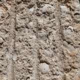 ...piena zeppa di fossili di conchiglie